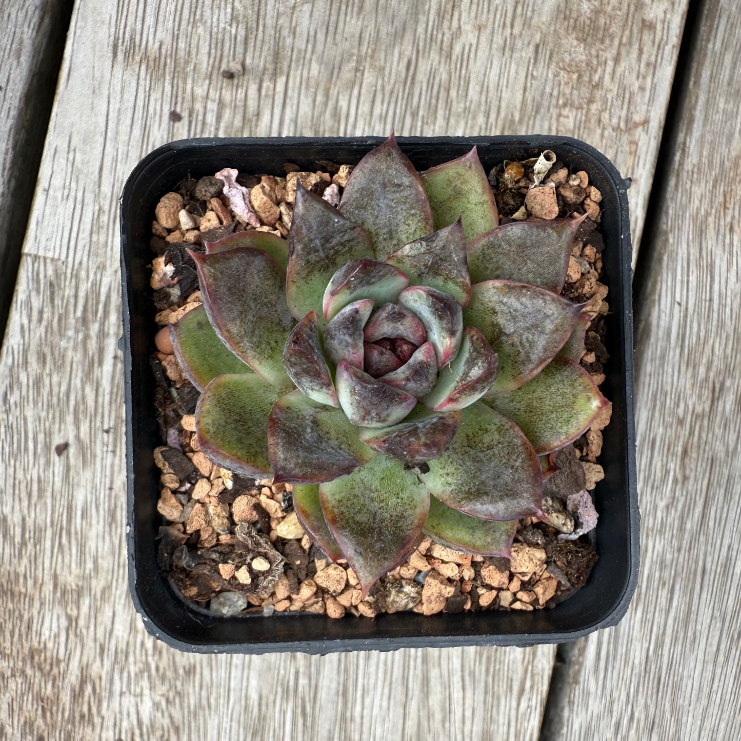 0104 Echeveria 'Charcoal'