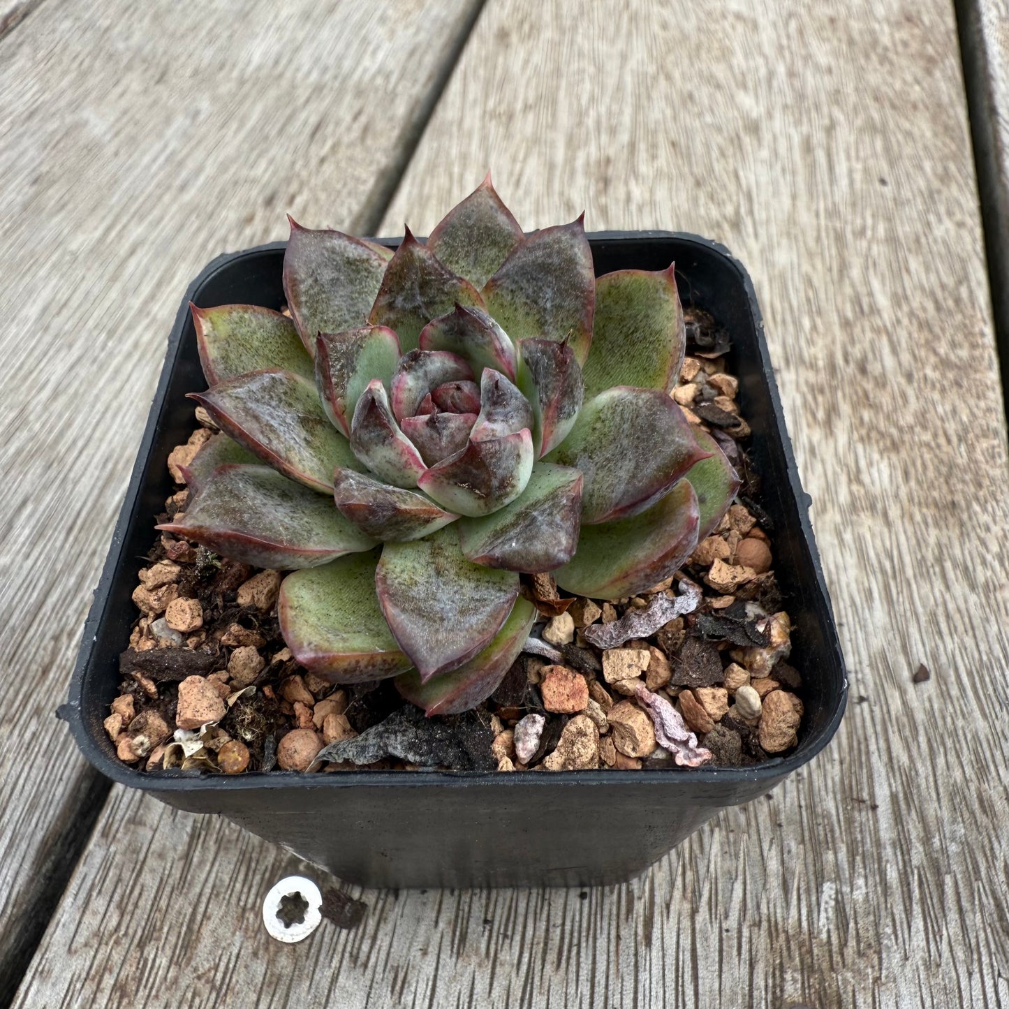 0104 Echeveria 'Charcoal'