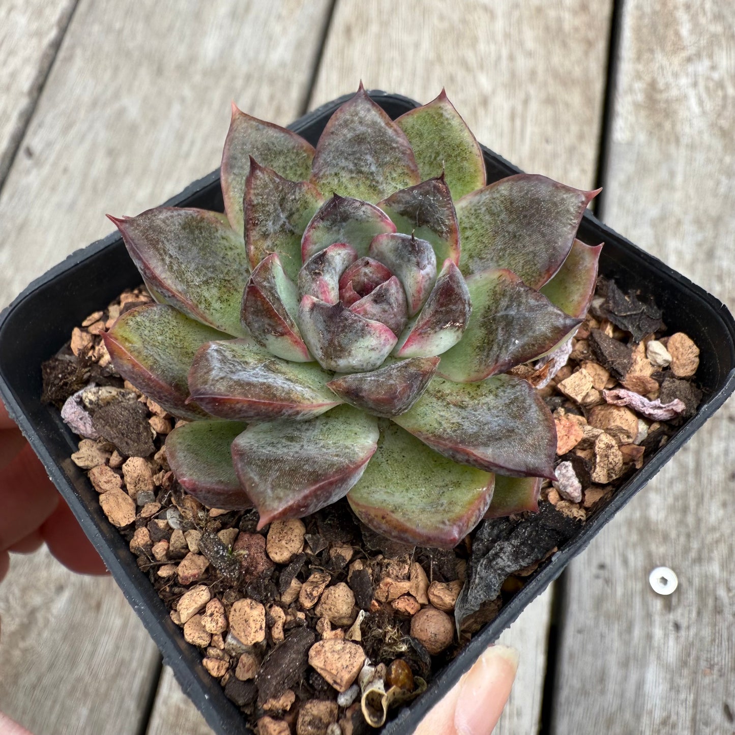 0104 Echeveria 'Charcoal'