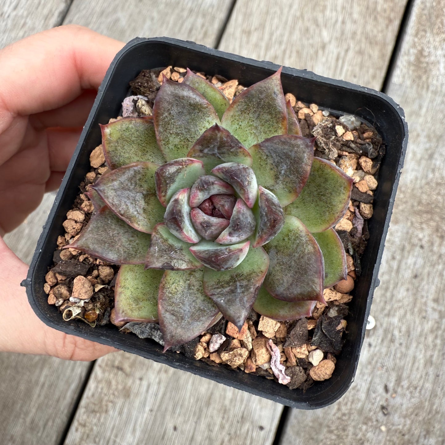 0104 Echeveria 'Charcoal'