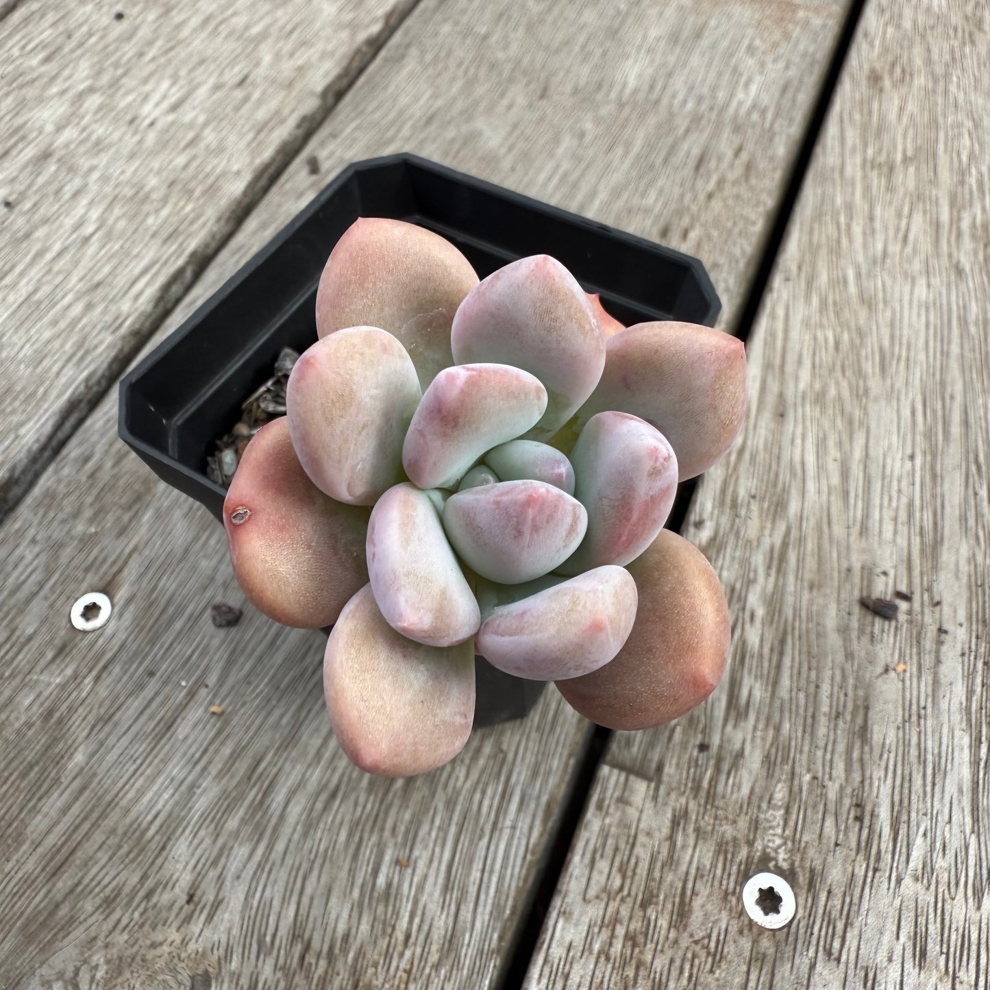 0104 Echeveria 'Lovell'