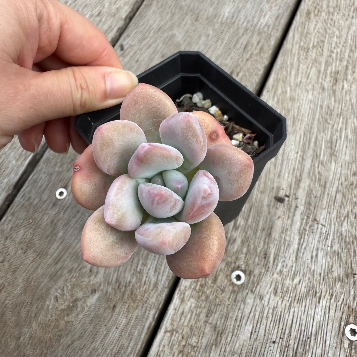0104 Echeveria 'Lovell'