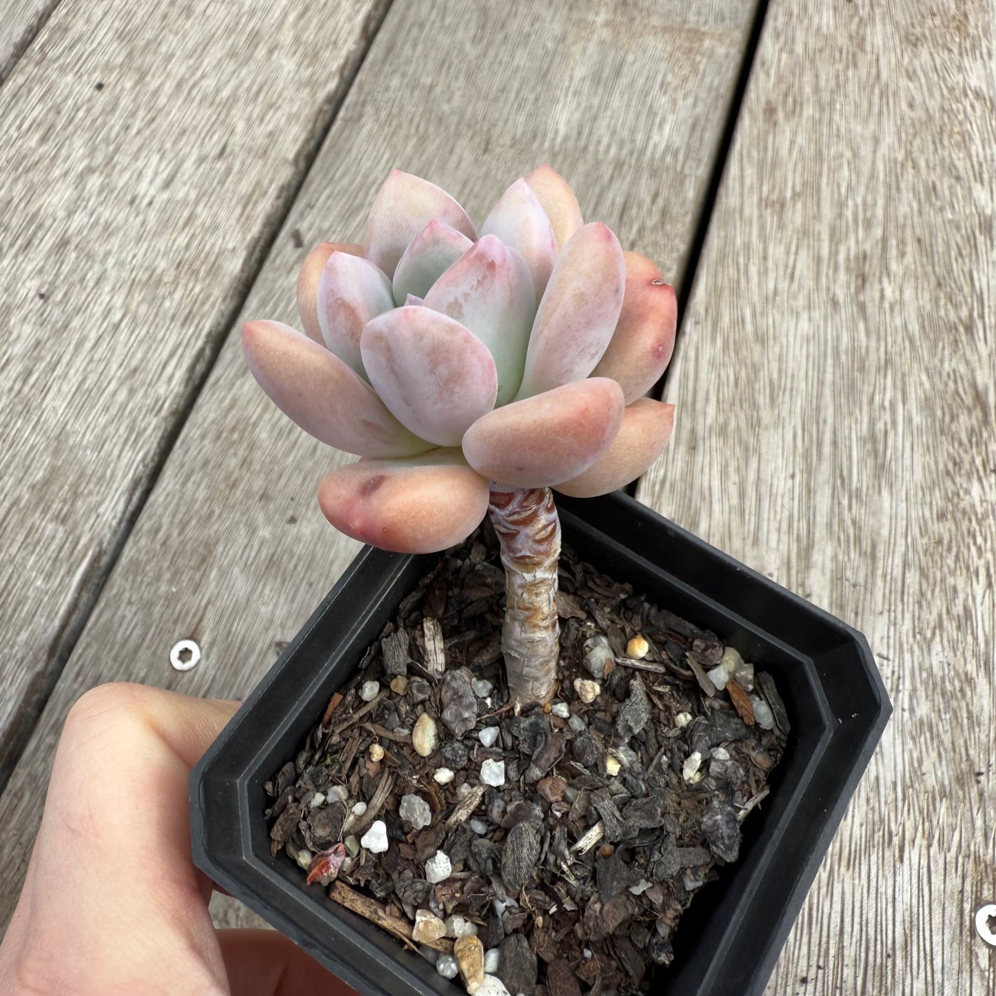 0104 Echeveria 'Lovell'