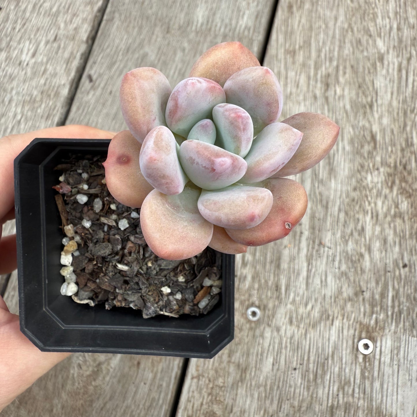 0104 Echeveria 'Lovell'