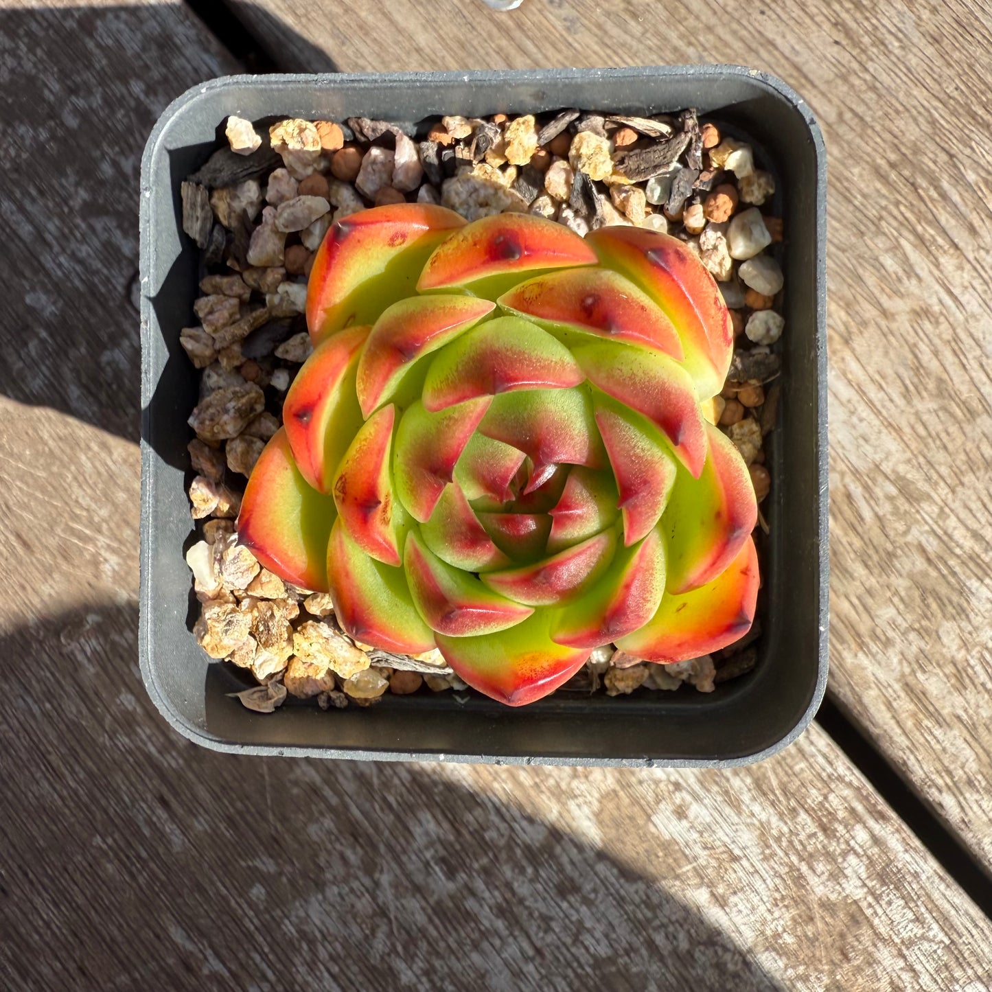 0104 Echeveria 'Moon Stone'