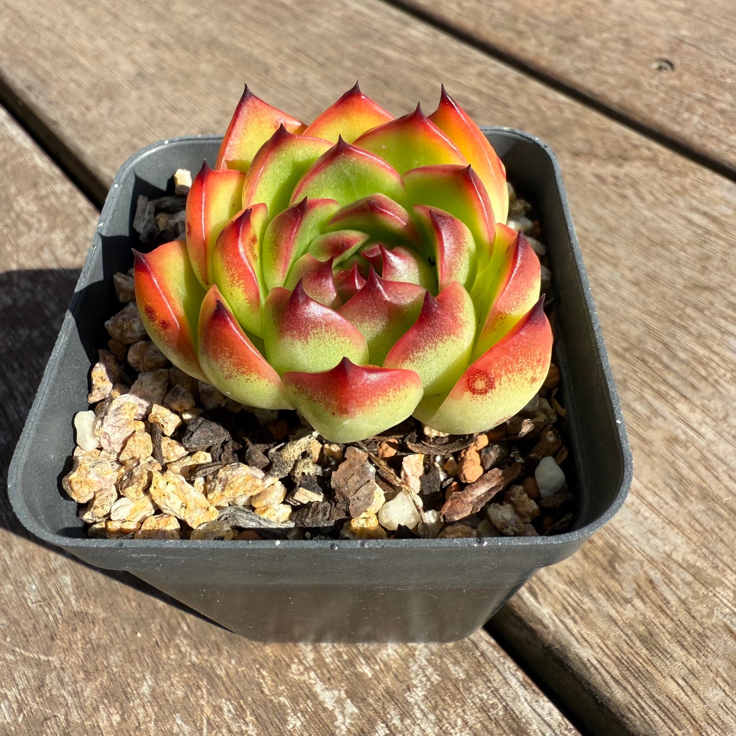 0104 Echeveria 'Moon Stone'