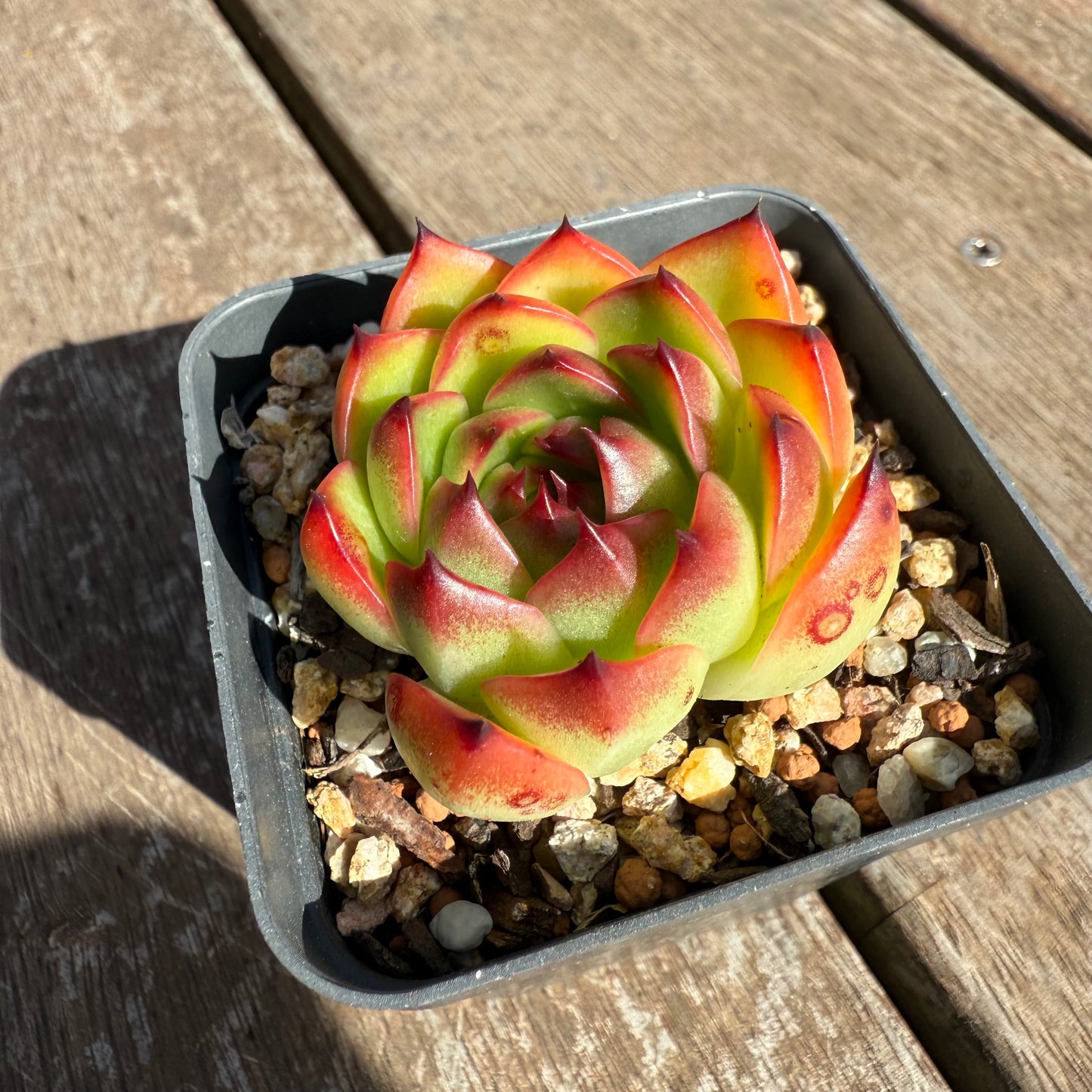 0104 Echeveria 'Moon Stone'