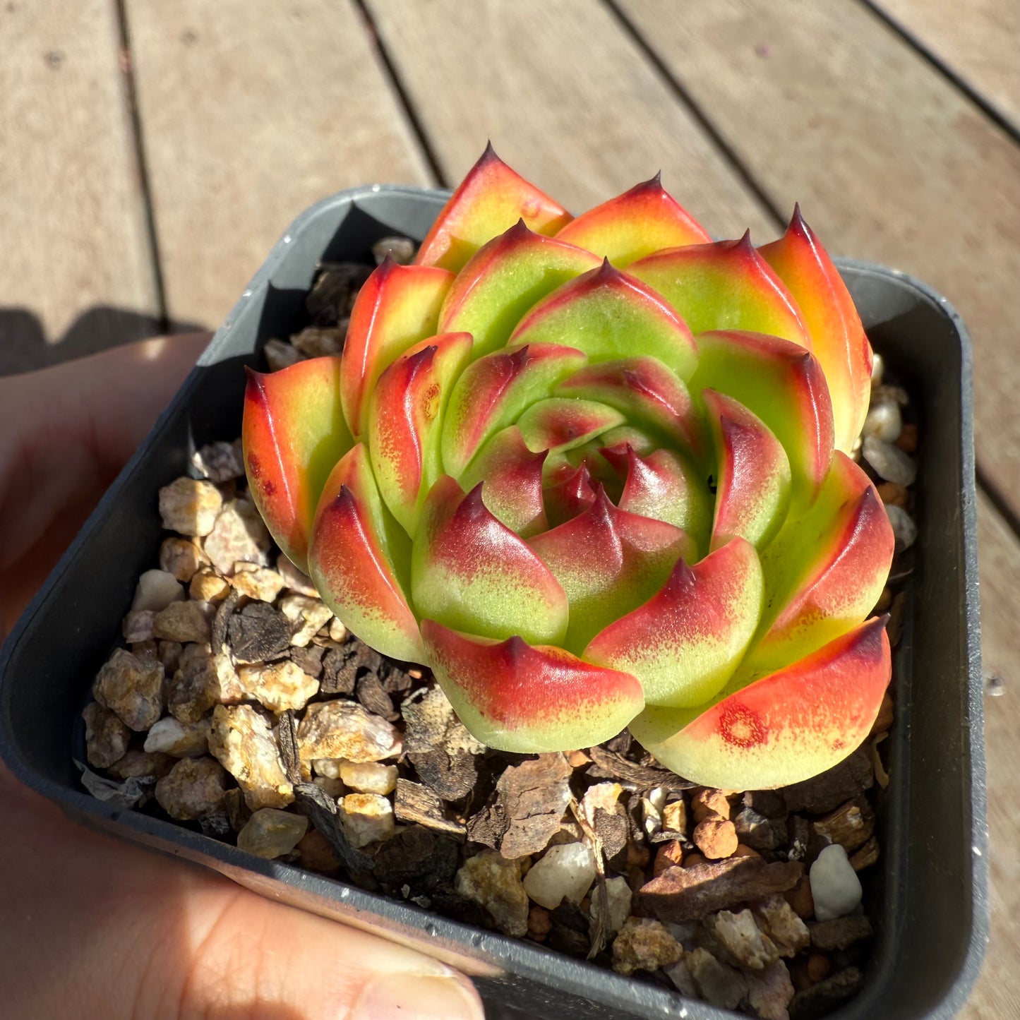 0104 Echeveria 'Moon Stone'