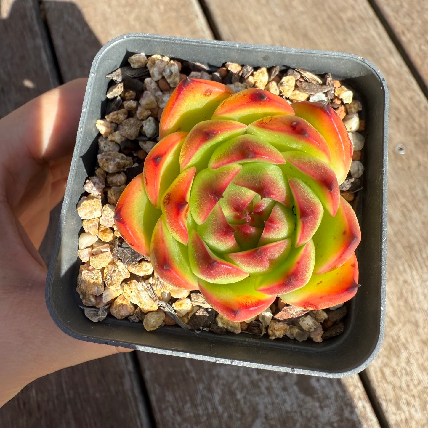 0104 Echeveria 'Moon Stone'