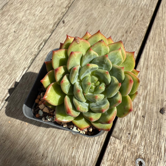 0104 Echeveria 'Scarletta'