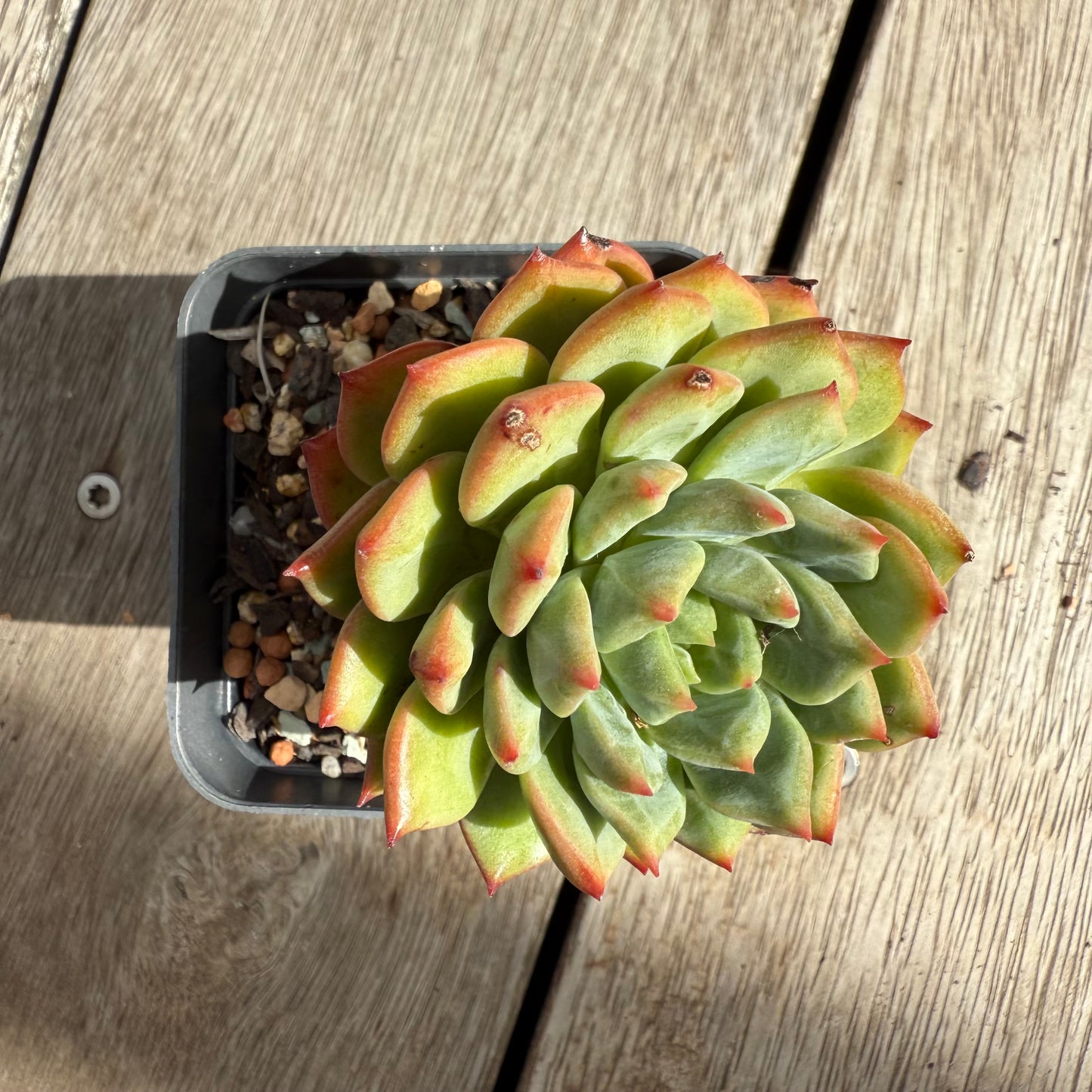 0104 Echeveria 'Scarletta'