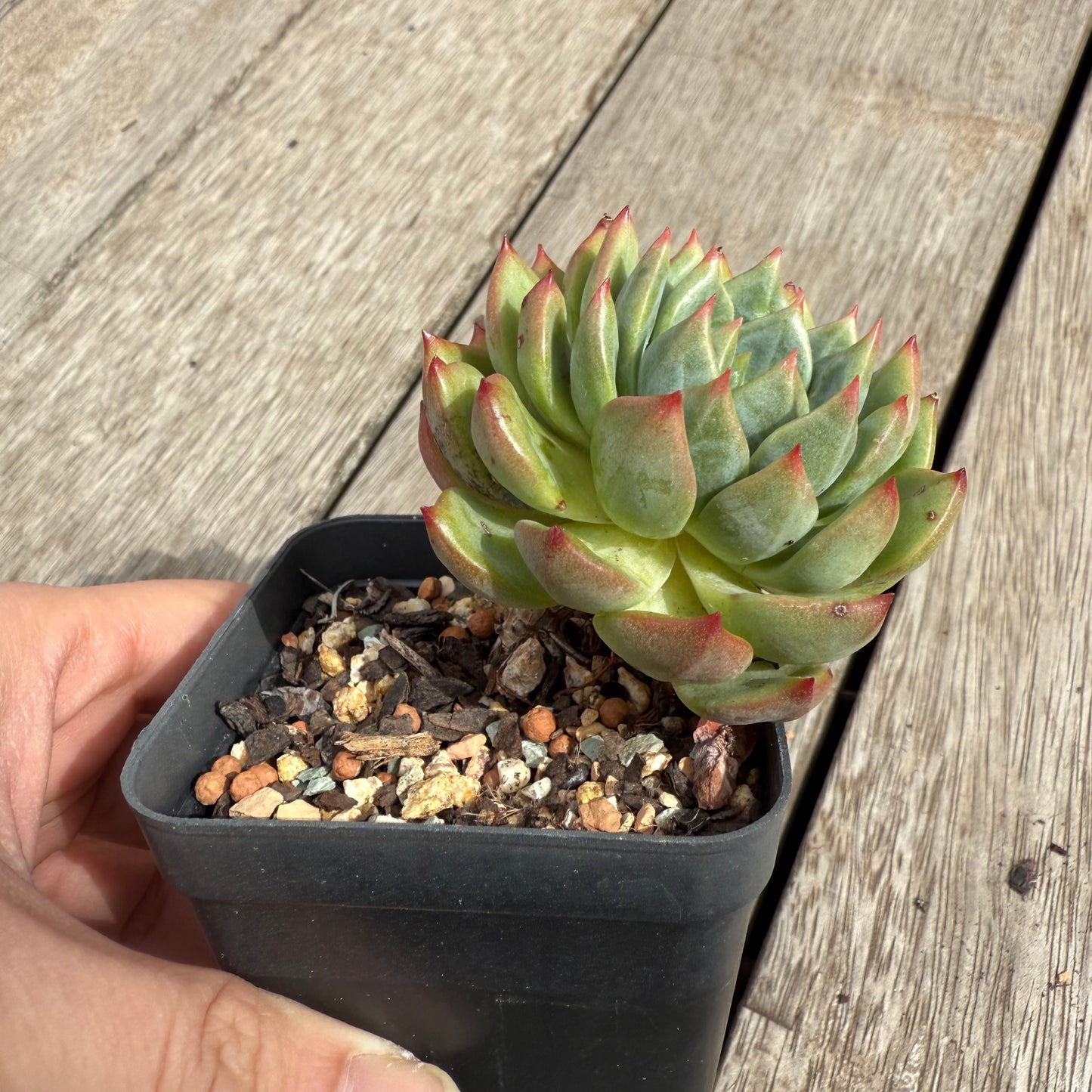 0104 Echeveria 'Scarletta'