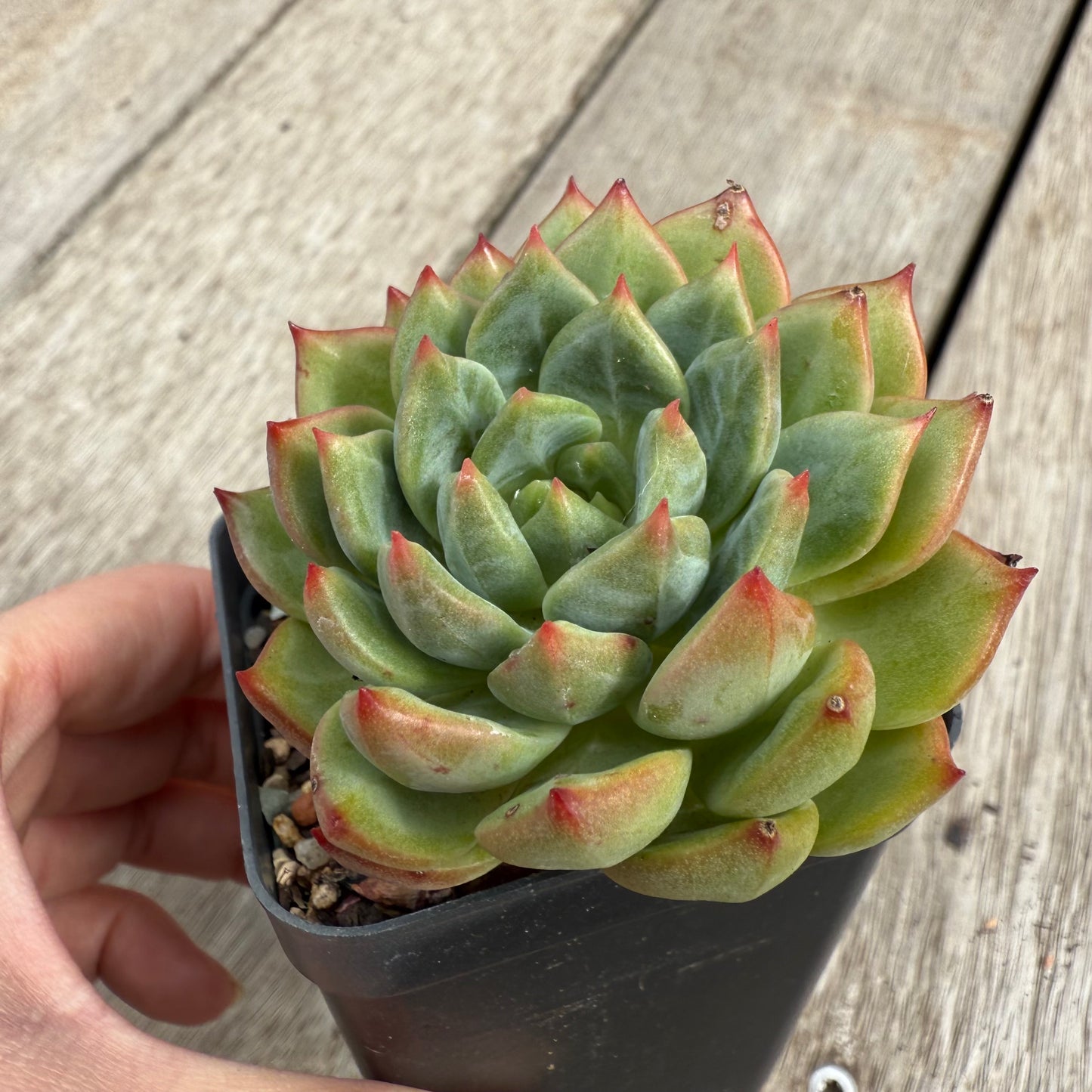 0104 Echeveria 'Scarletta'