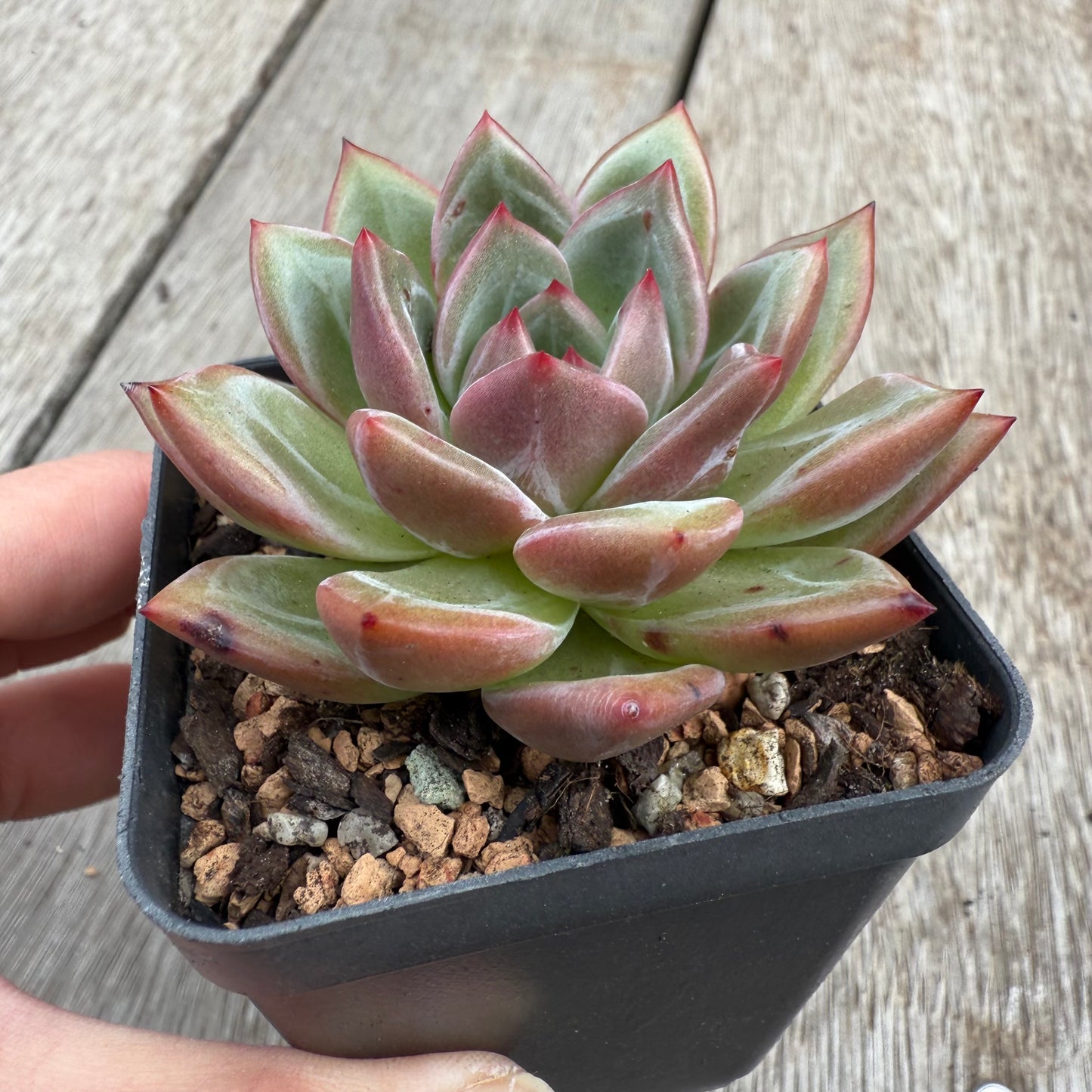 0104 Echeveria 'White Night Champagne'