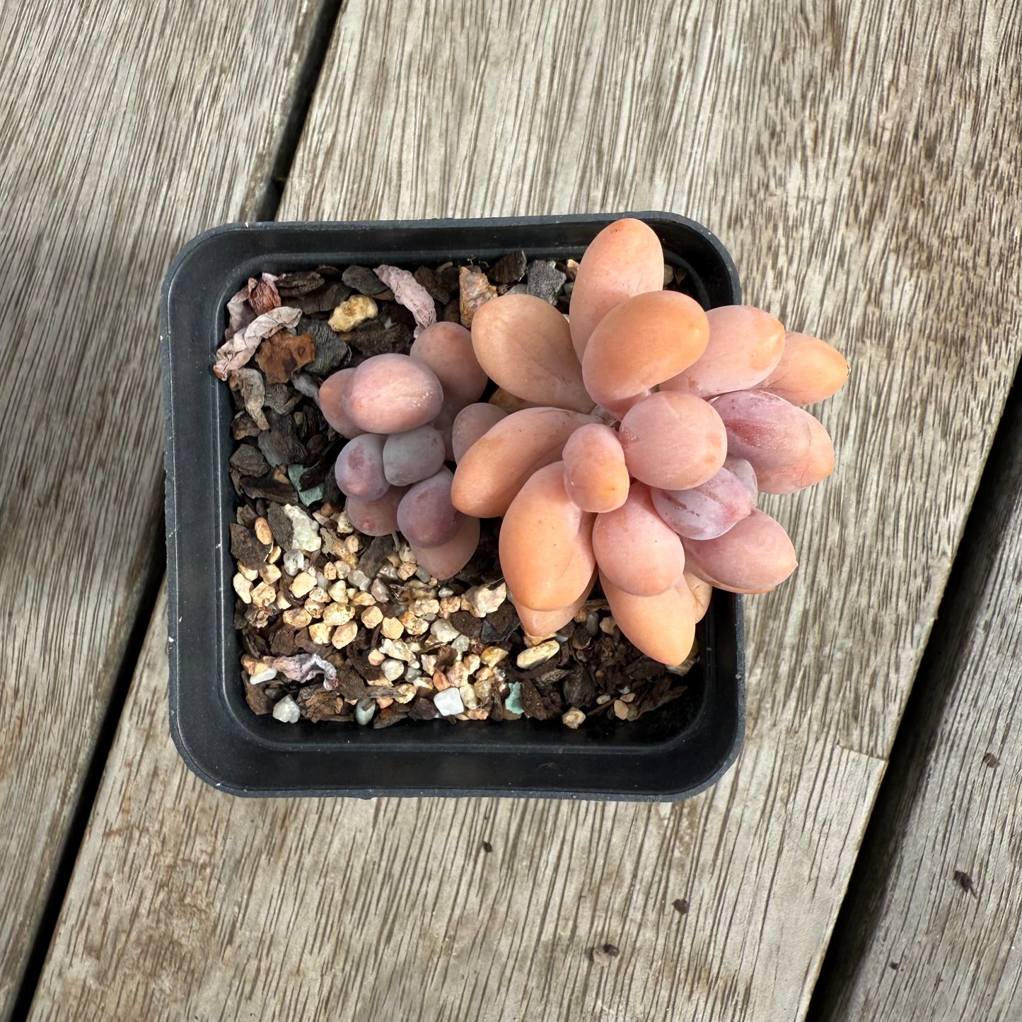 0104 Pachyphytum 'Egg Tart'