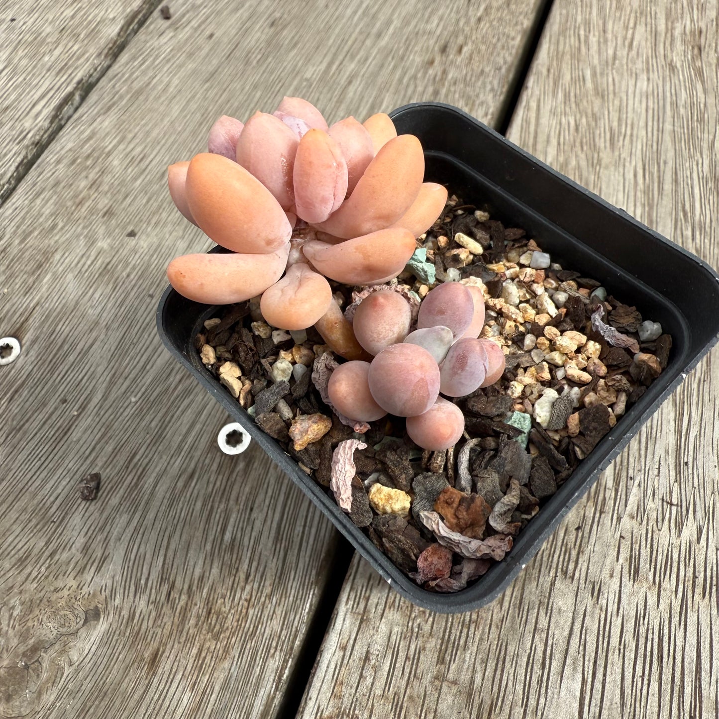 0104 Pachyphytum 'Egg Tart'