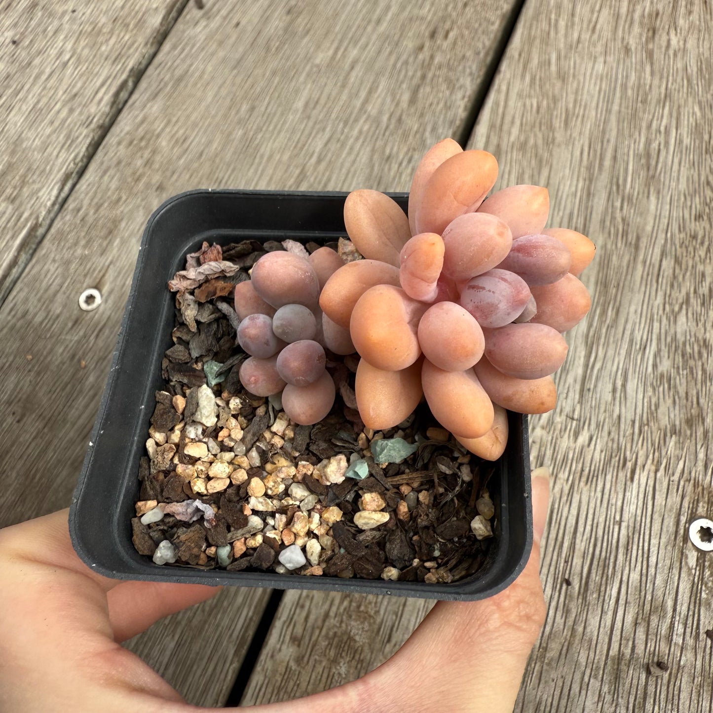 0104 Pachyphytum 'Egg Tart'