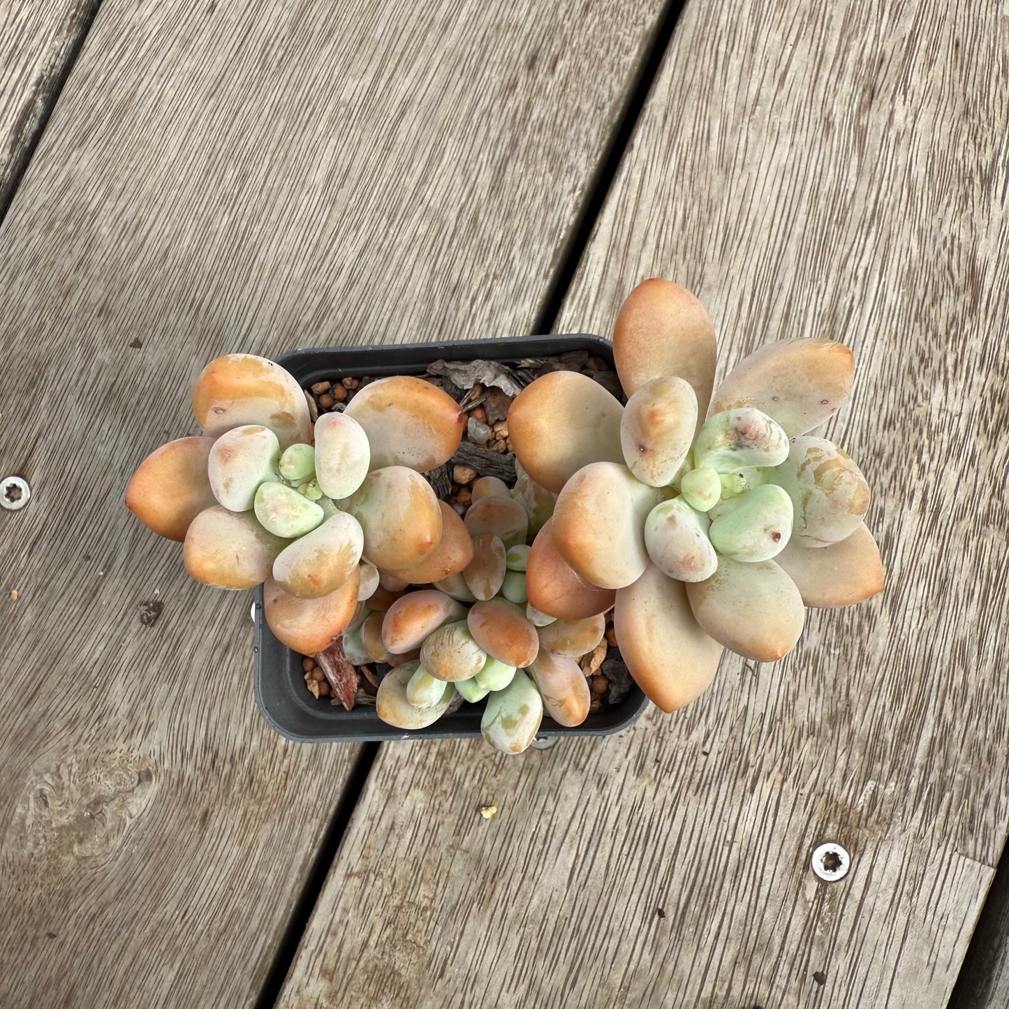 0104 Pachyphytum 'Mornay Cheese' (large clump)
