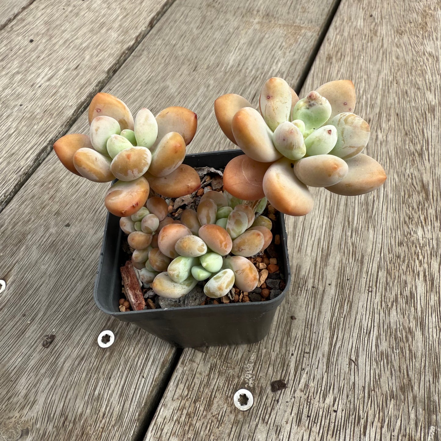 0104 Pachyphytum 'Mornay Cheese' (large clump)