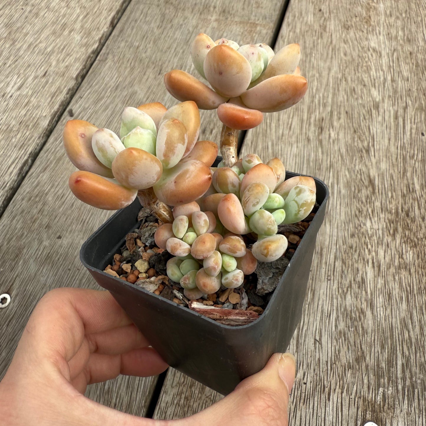 0104 Pachyphytum 'Mornay Cheese' (large clump)