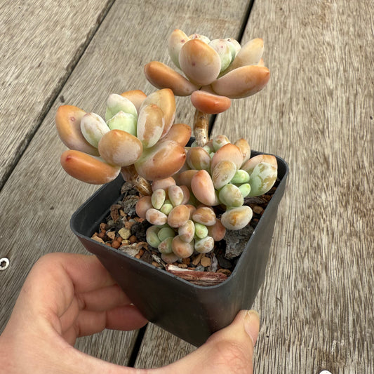 0104 Pachyphytum 'Mornay Cheese' (large clump)