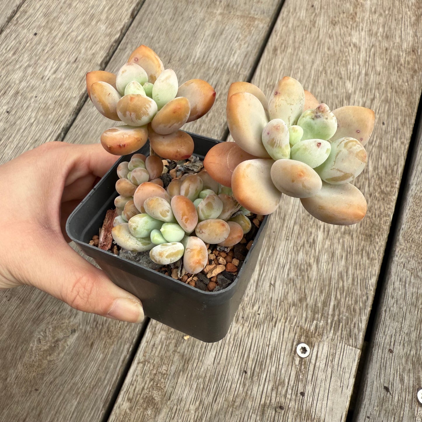 0104 Pachyphytum 'Mornay Cheese' (large clump)