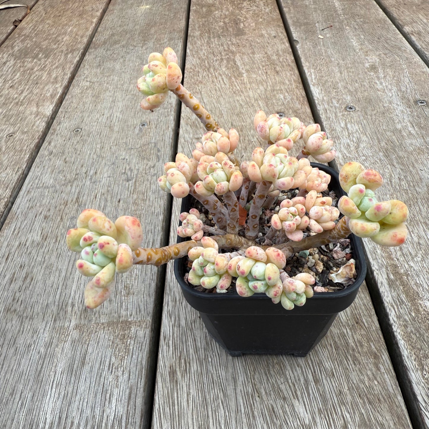2506 Sedum Clavatum (Large)