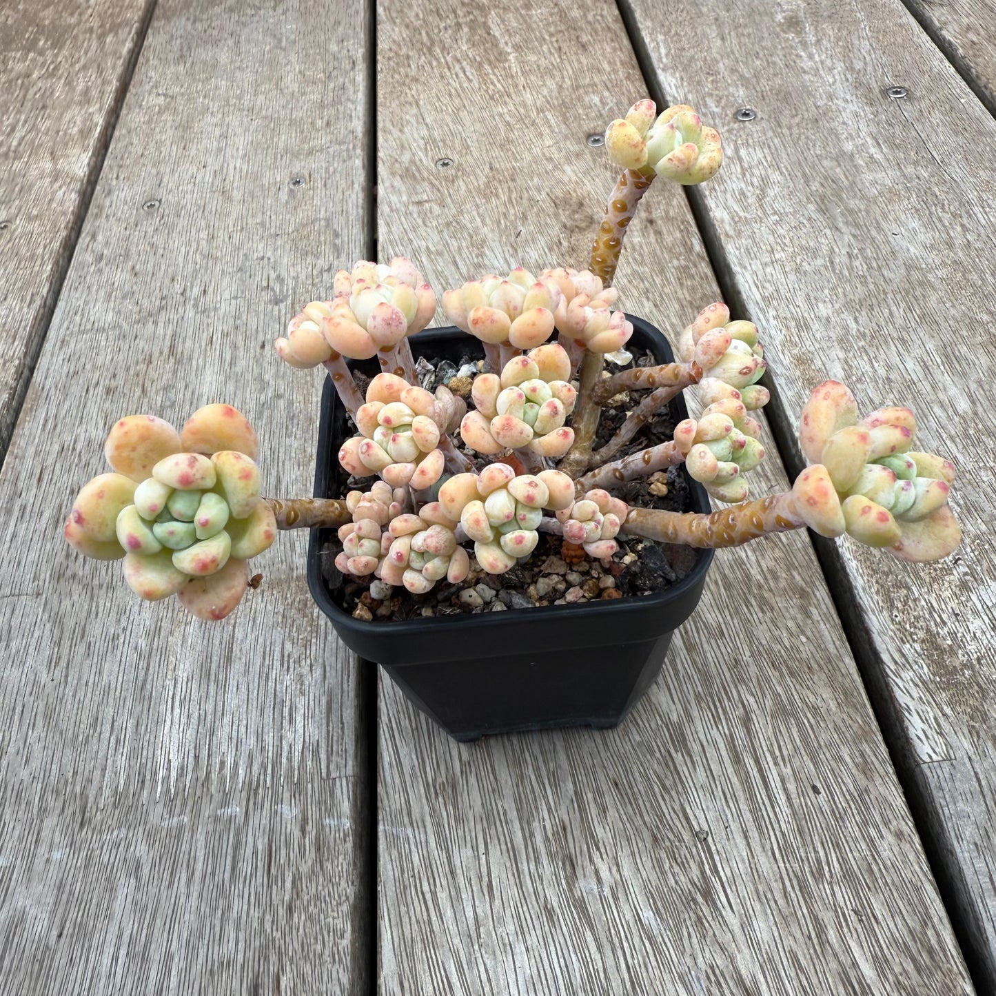 2506 Sedum Clavatum (Large)