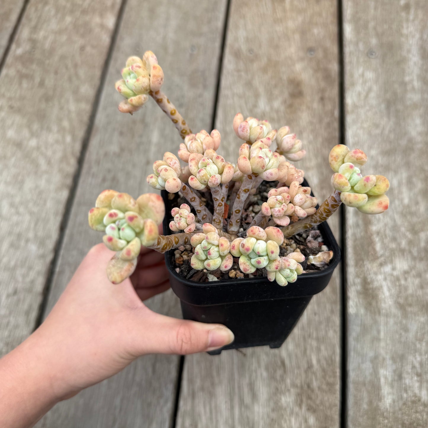 2506 Sedum Clavatum (Large)