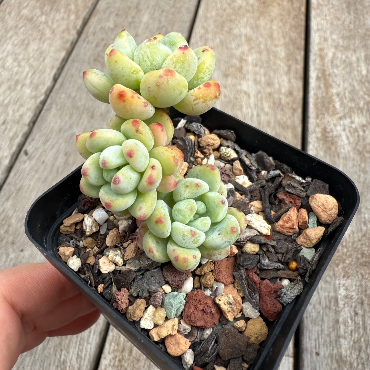 0104 Sedum Clavatum