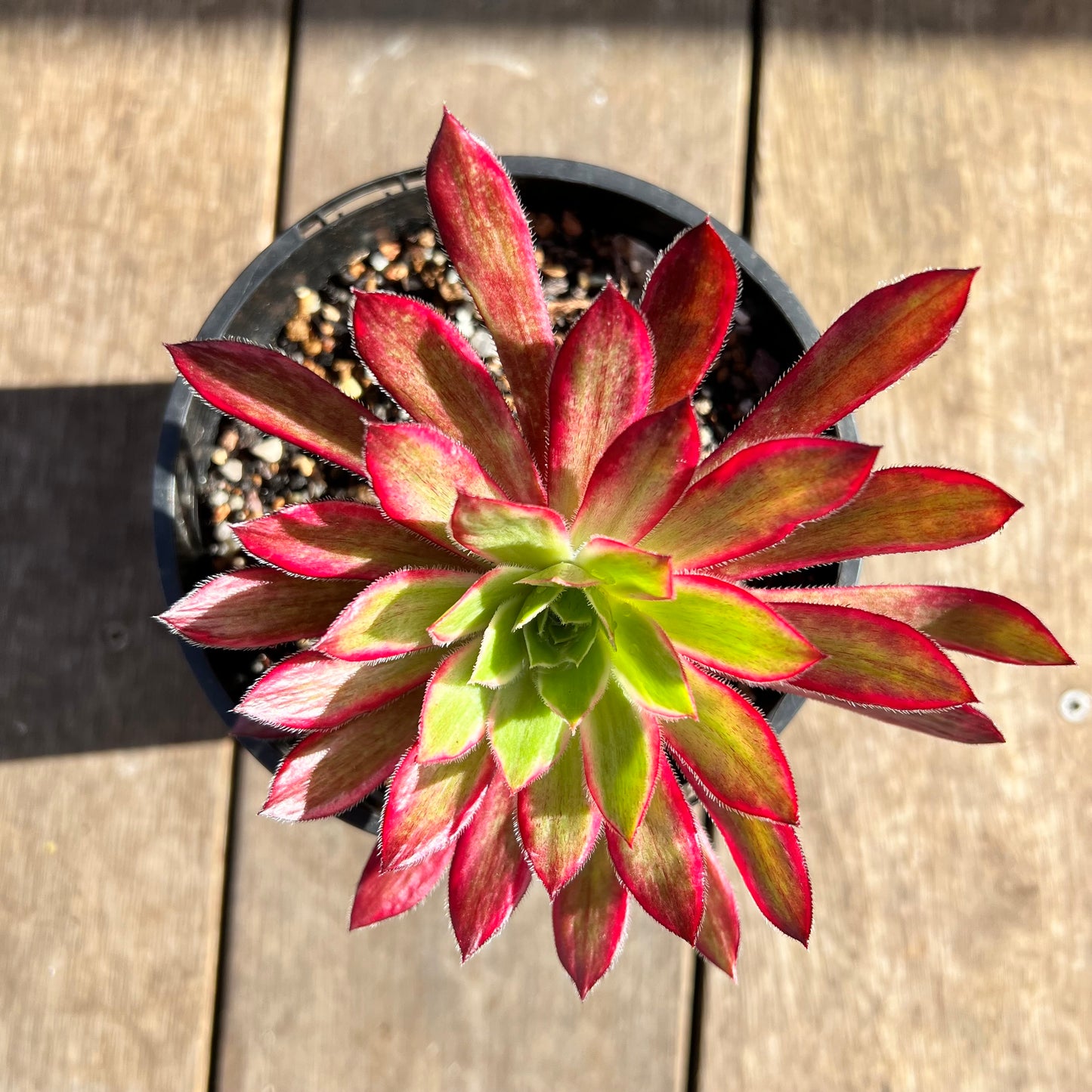 0108 Aeonium Peacock Variegated