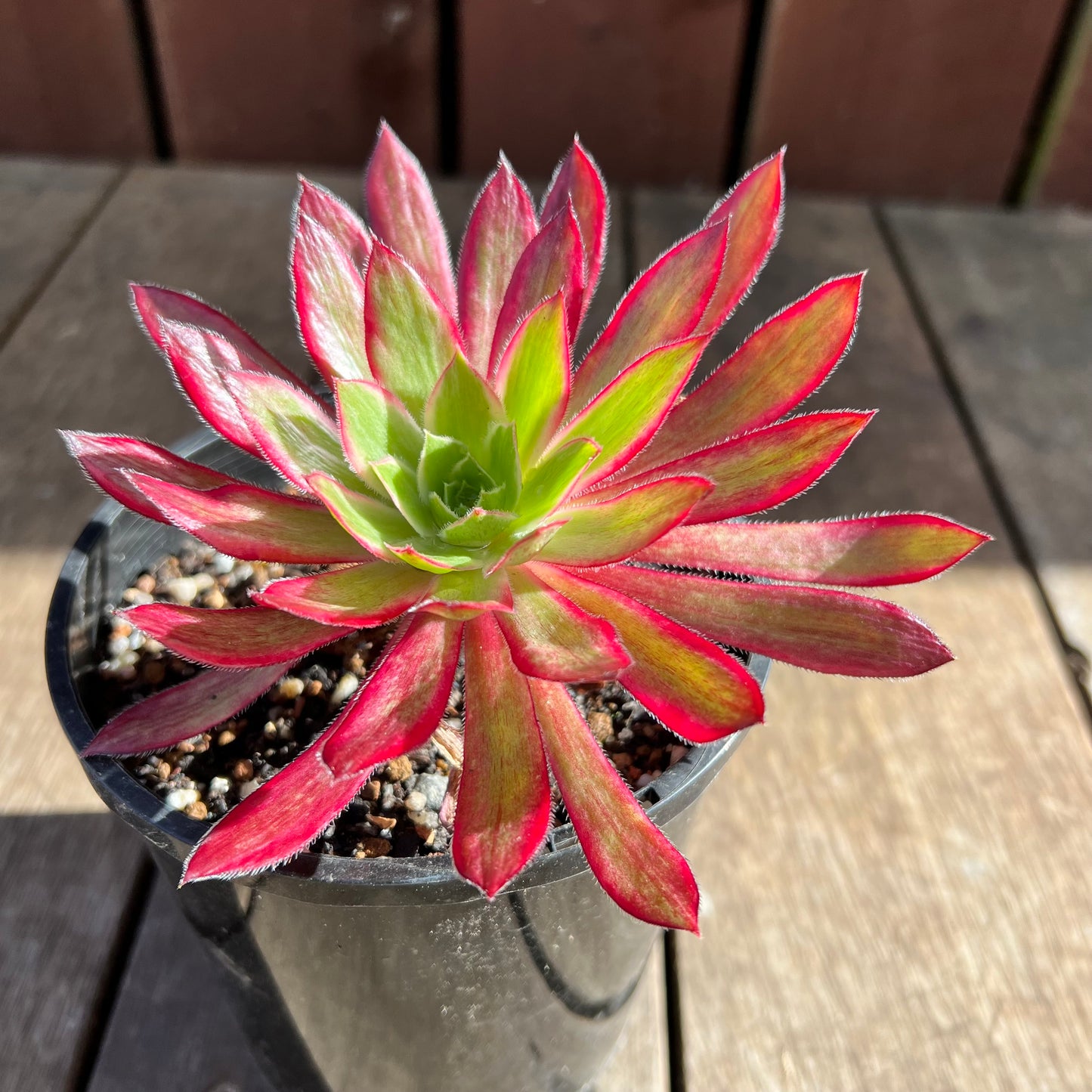 0108 Aeonium Peacock Variegated