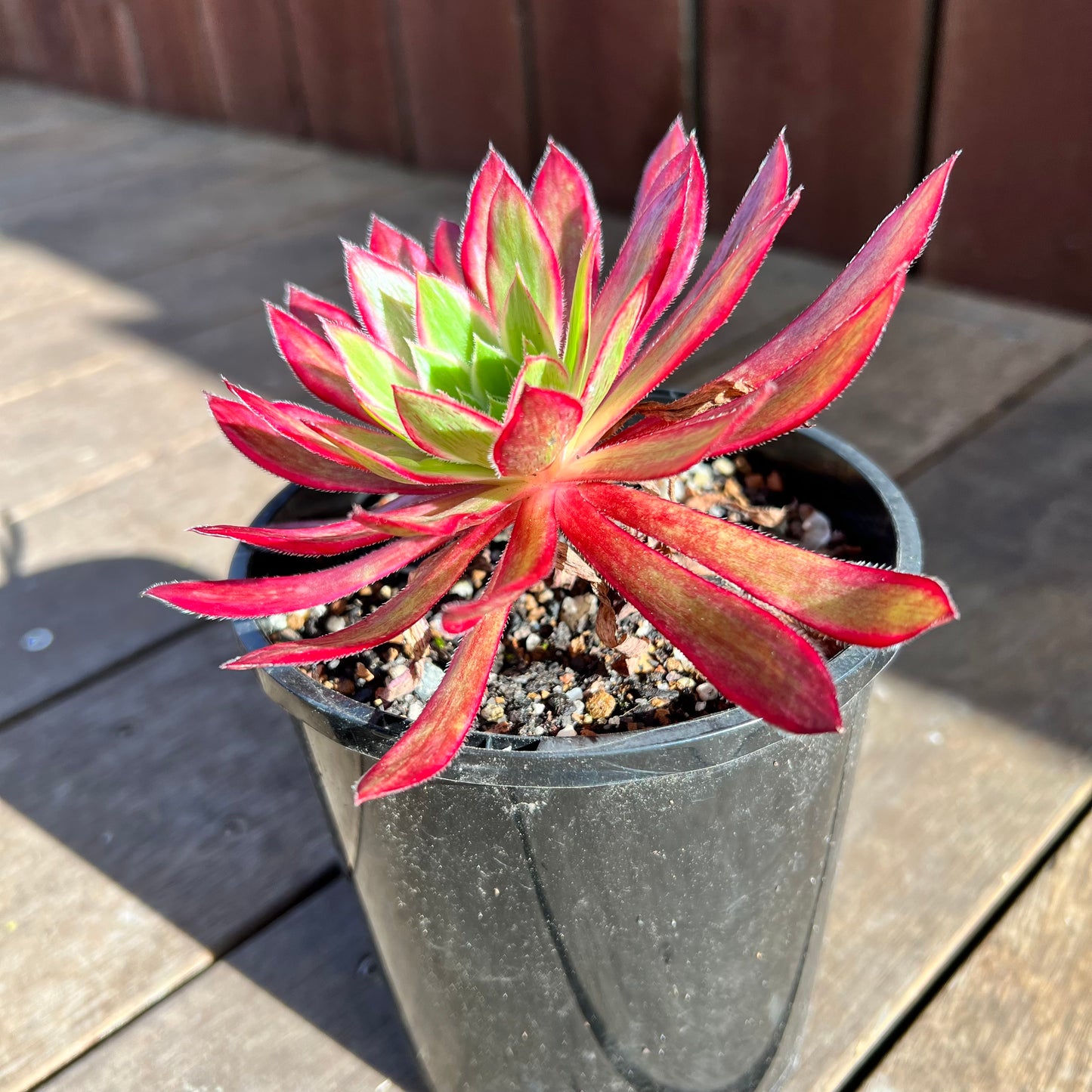 0108 Aeonium Peacock Variegated