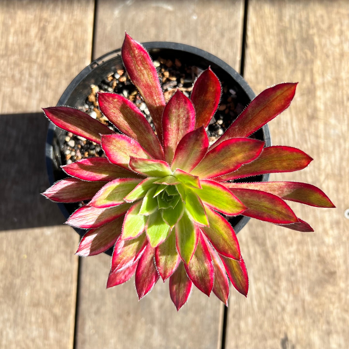 0108 Aeonium Peacock Variegated