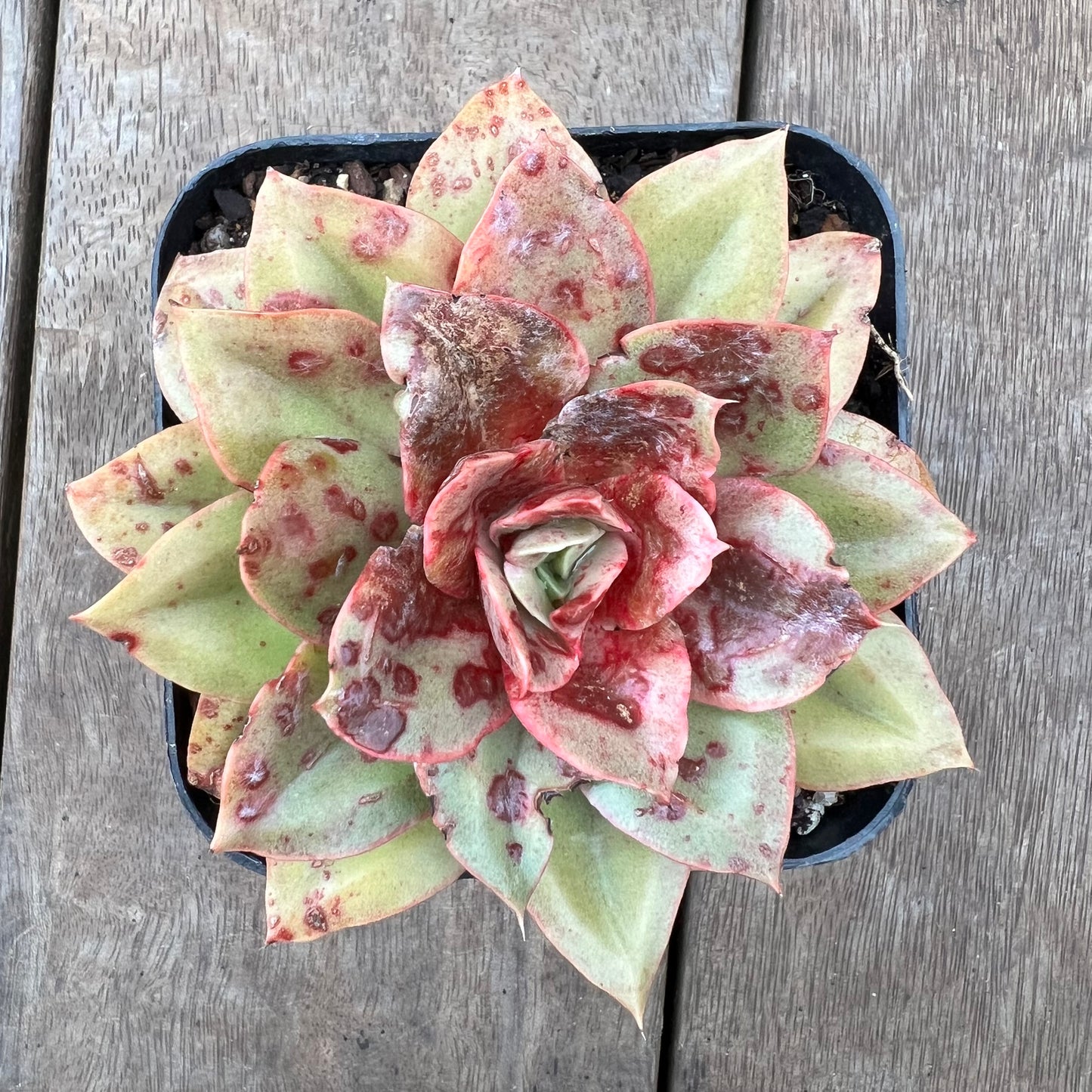 0108 Echeveria Green Smile