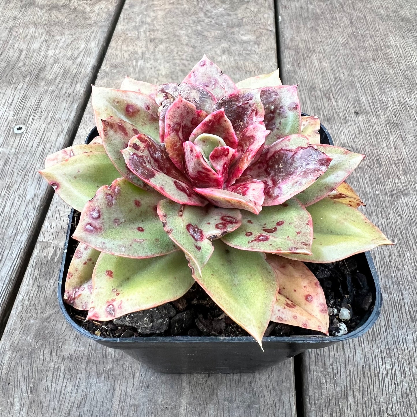 0108 Echeveria Green Smile