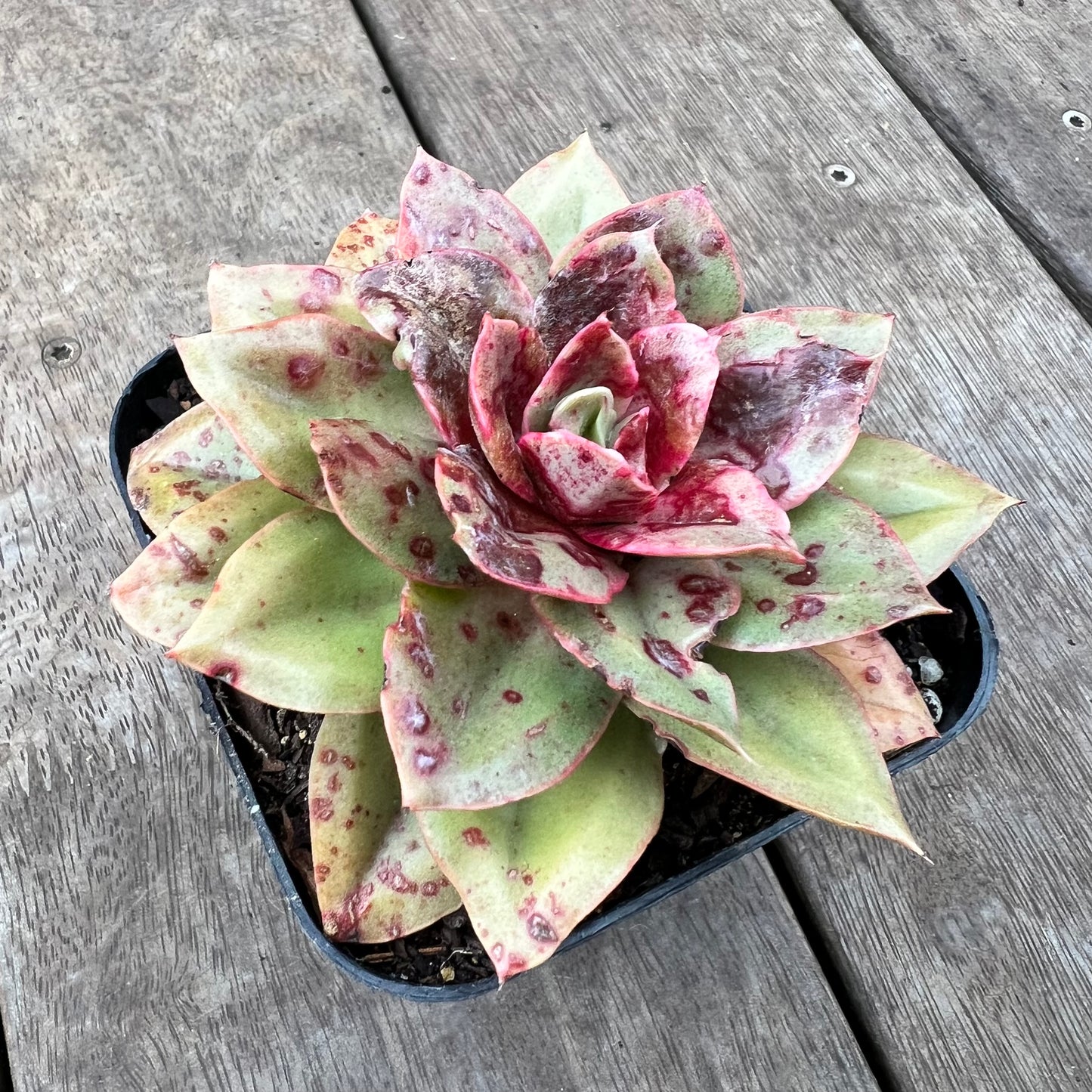 0108 Echeveria Green Smile