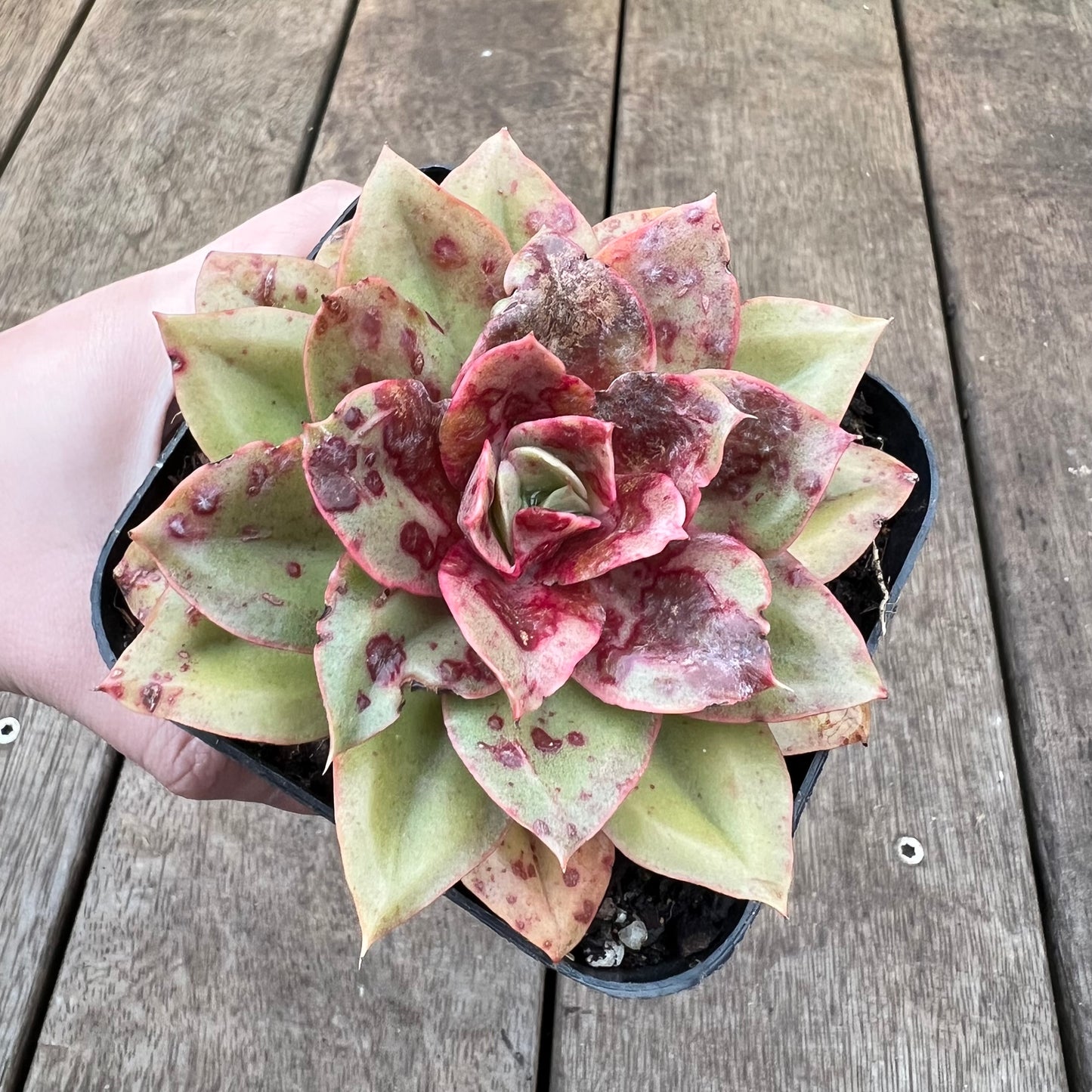0108 Echeveria Green Smile