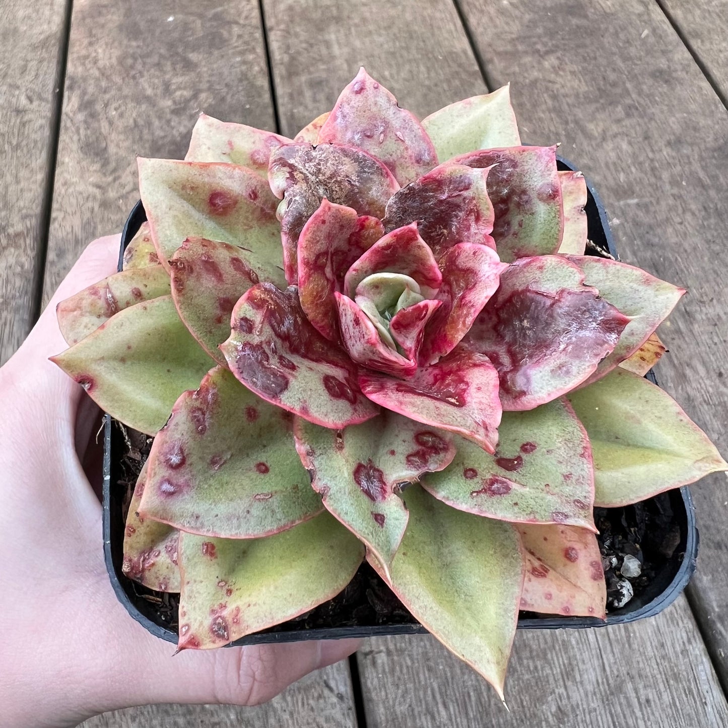 0108 Echeveria Green Smile