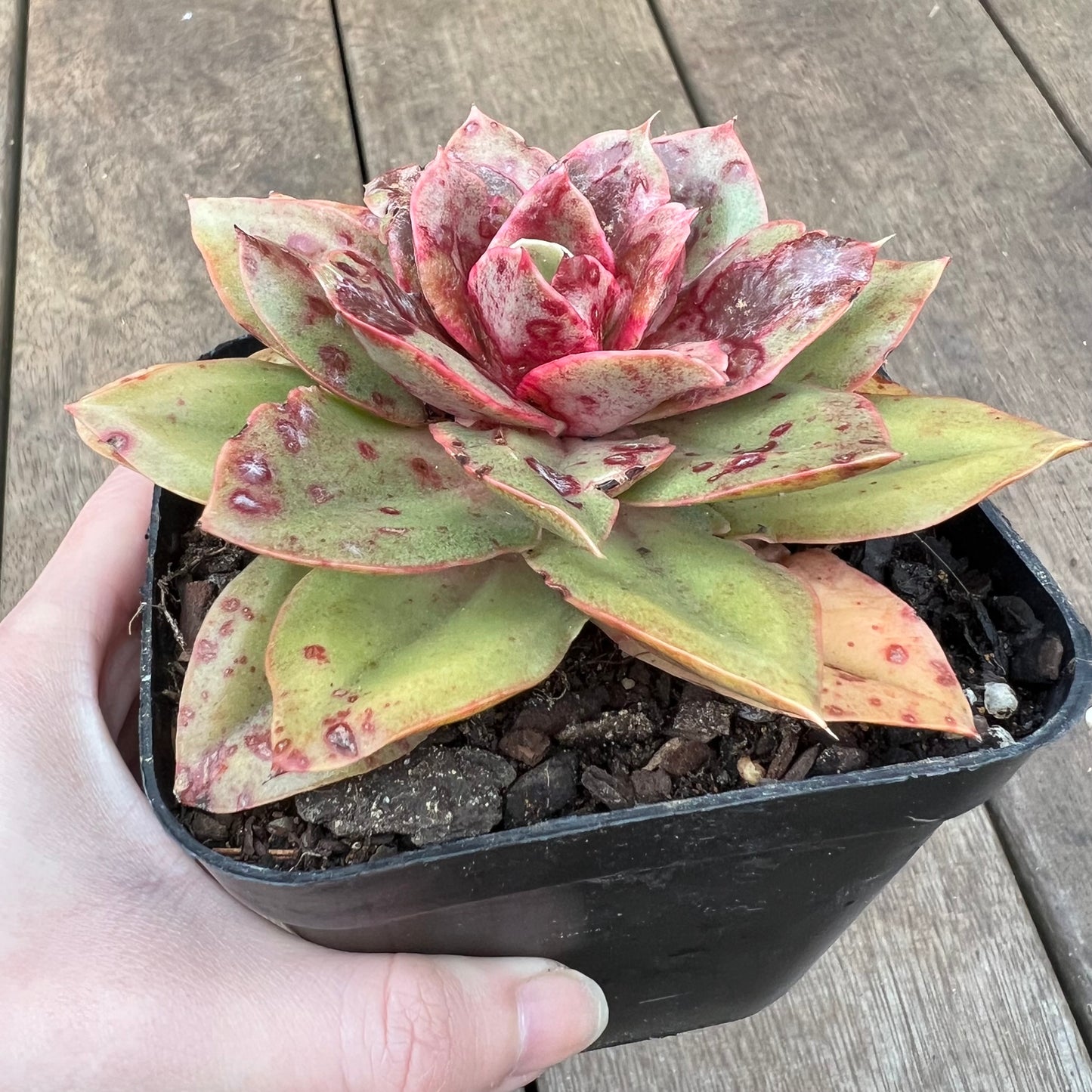 0108 Echeveria Green Smile