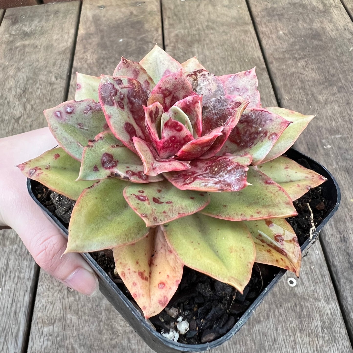 0108 Echeveria Green Smile