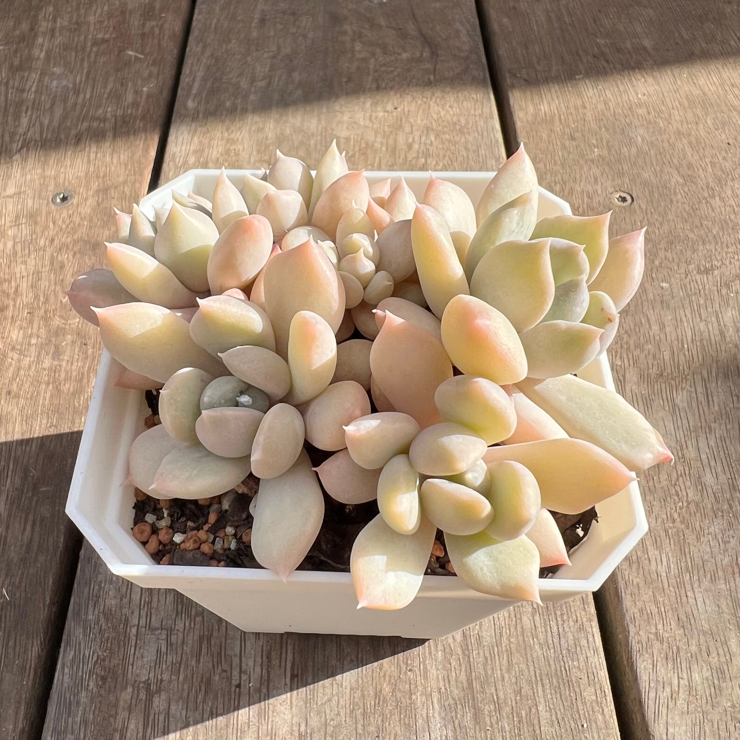 0108 Echeveria Machete