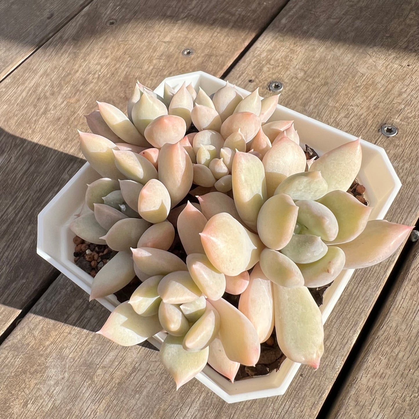 0108 Echeveria Machete
