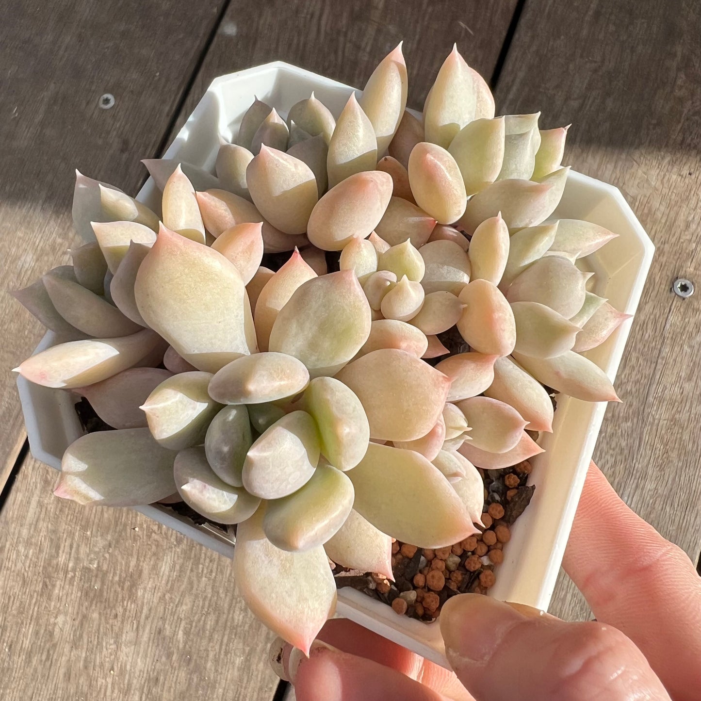 0108 Echeveria Machete