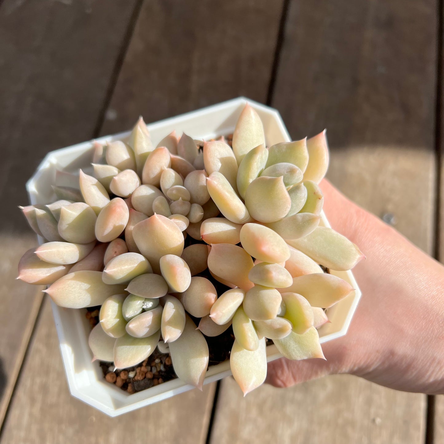 0108 Echeveria Machete