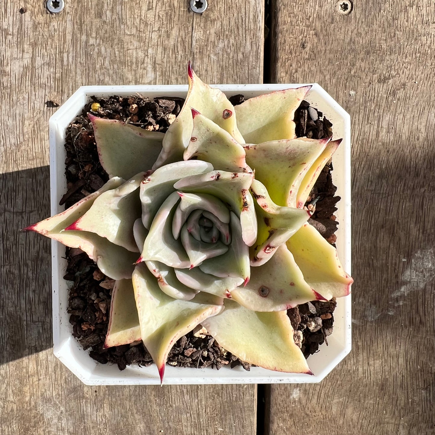 0108 Echeveria Madiba / Pink Lips