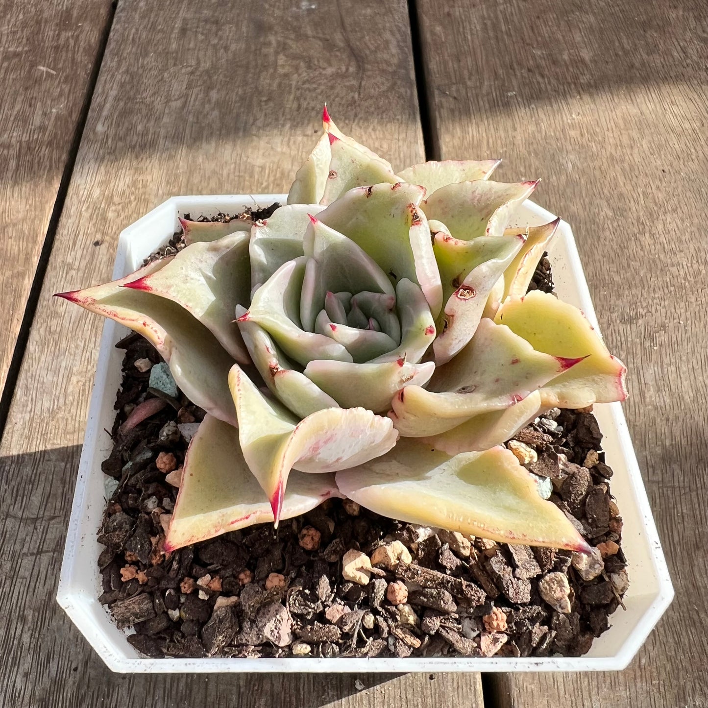 0108 Echeveria Madiba / Pink Lips