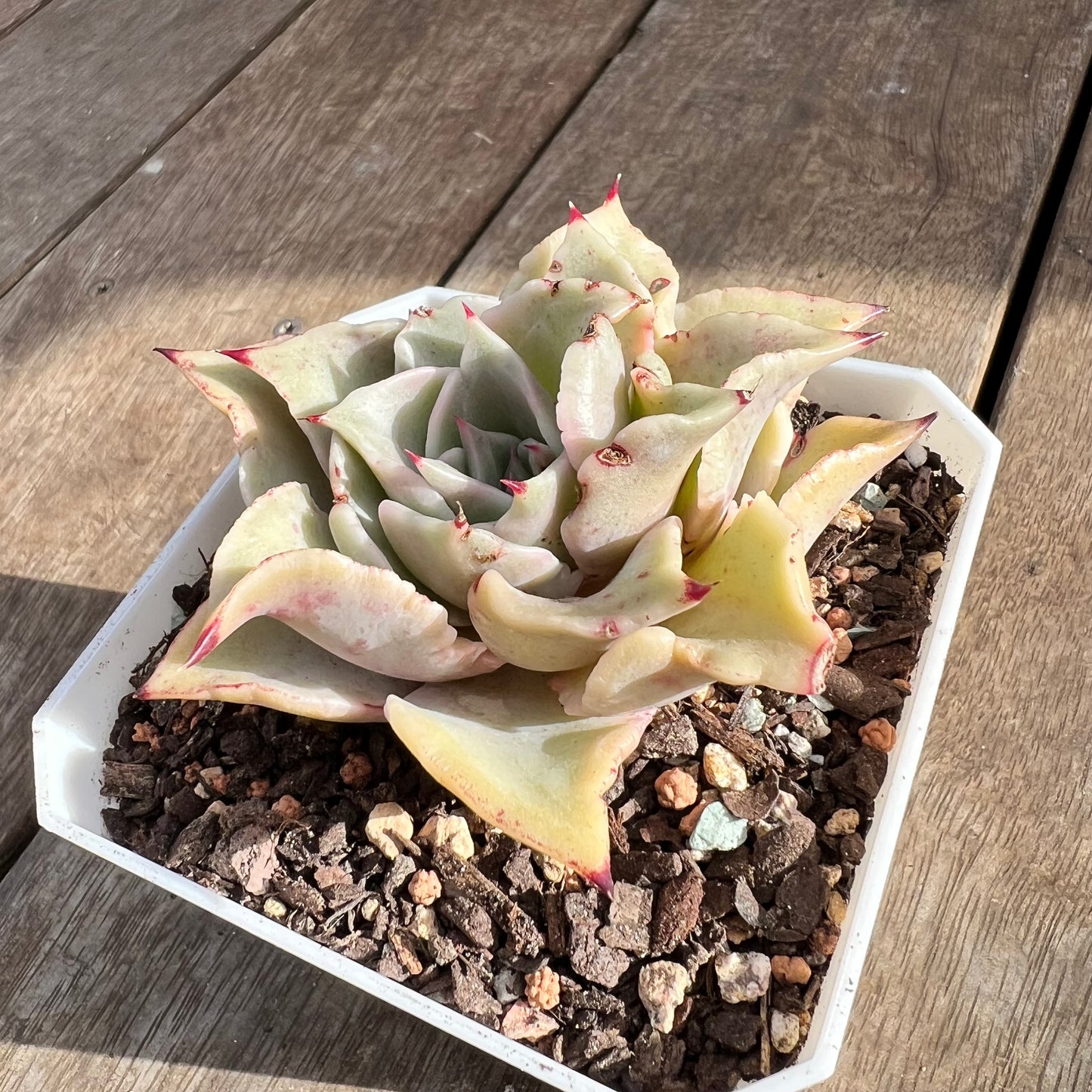 0108 Echeveria Madiba / Pink Lips