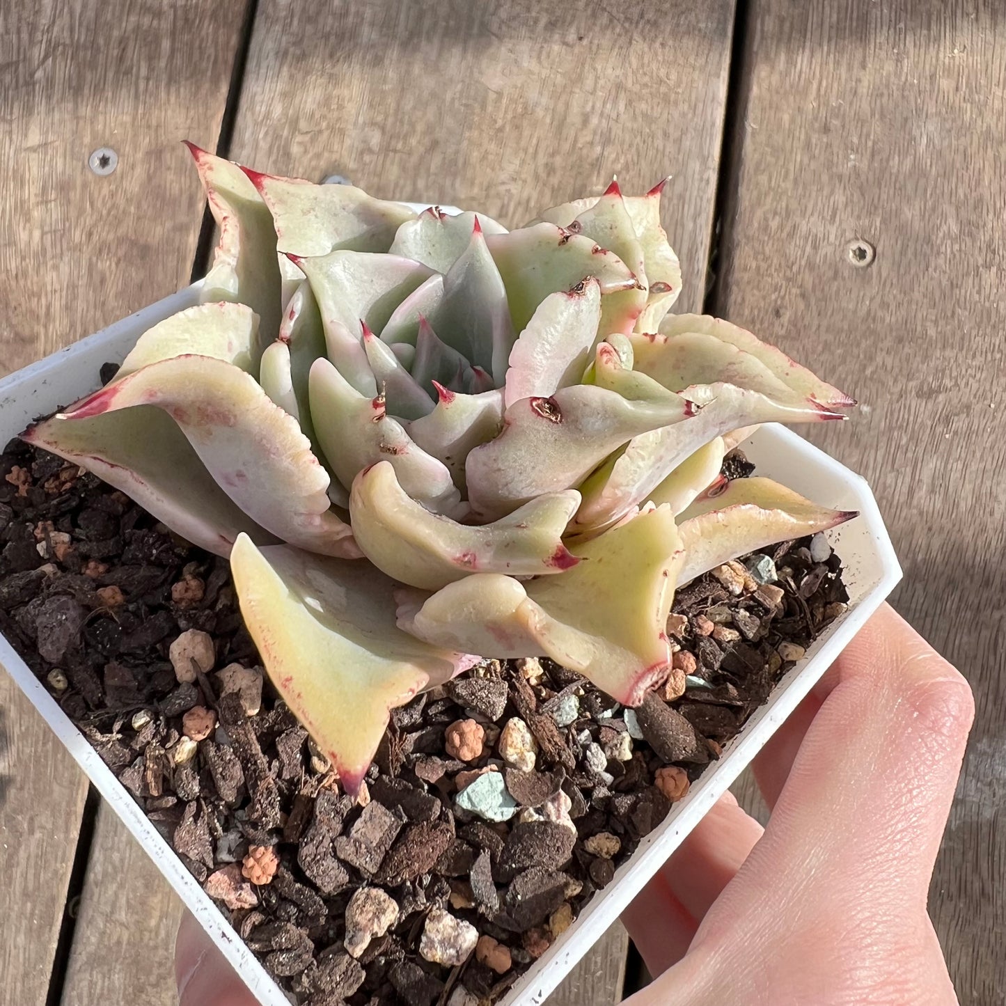 0108 Echeveria Madiba / Pink Lips