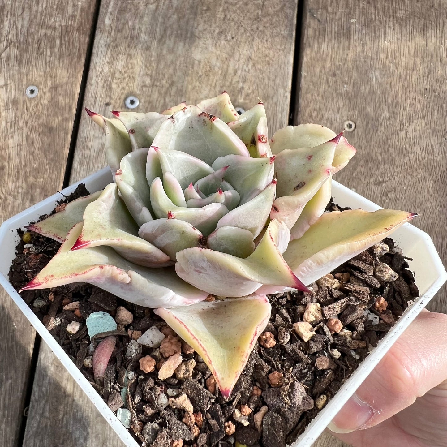 0108 Echeveria Madiba / Pink Lips
